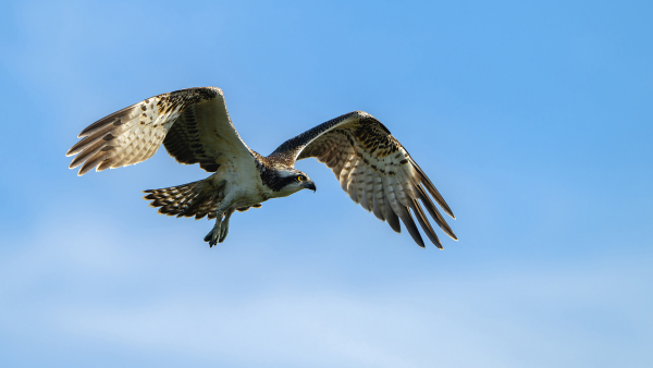Vogels in actie: lezing & expositie