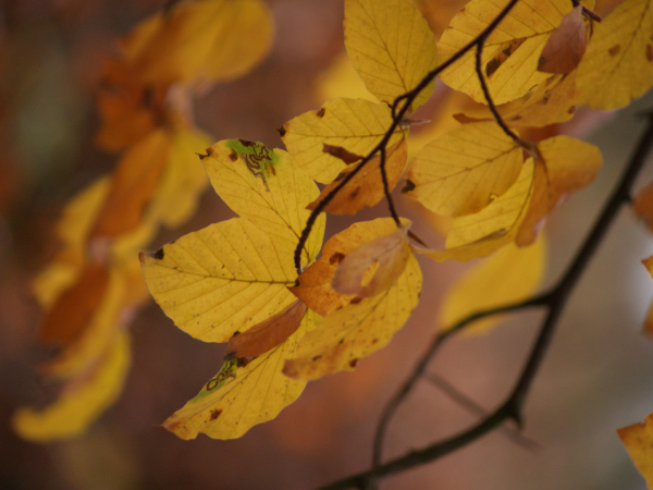 Vijf Groenbezig Herfsttips 2019