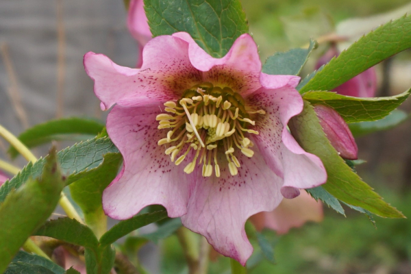 Helleborus