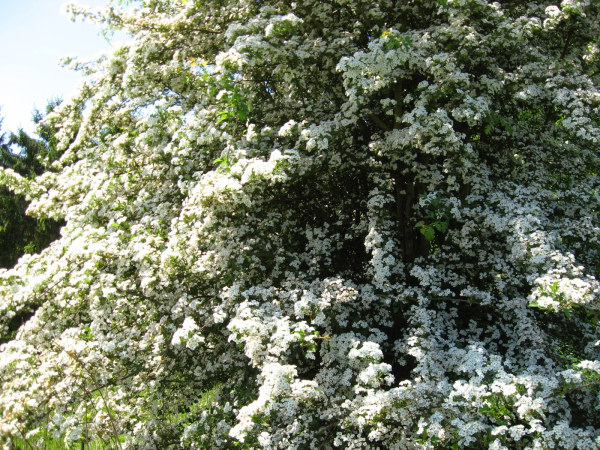 meidoornheg in volle glorie