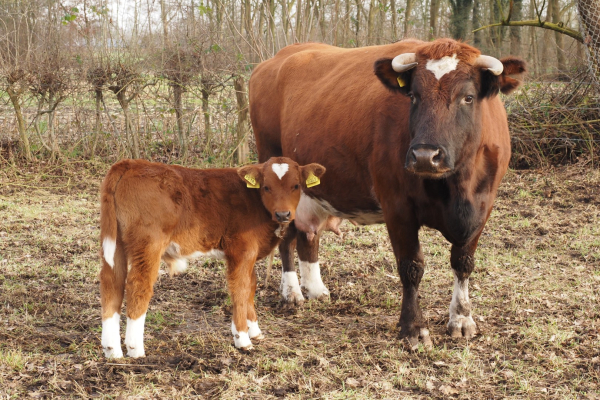 Brandrode runderen, moeder en stierkalf