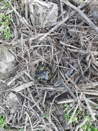 Het eerste kievitsei gevonden in de Manjeswaard bij Kampen