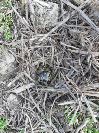 Eerste kievitsei van Overijssel