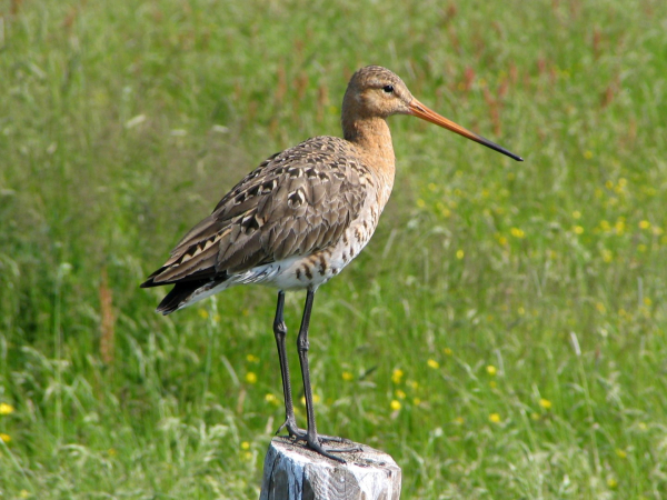 Grutto
