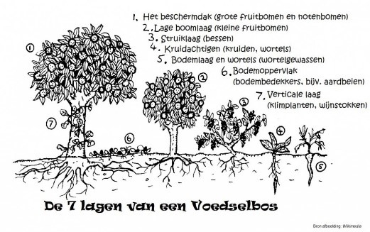 Visualisering van de 7 verschillende lagen in een voedselbos (Natuur en Milieu Drenthe, 2019)