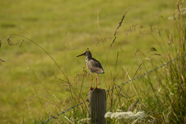 Op bezoek bij de winnaar van de Boerenlandvogelprijs 2022