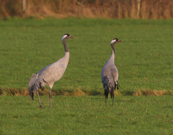 Kraanvogels. Foto: Hans Verhoeven