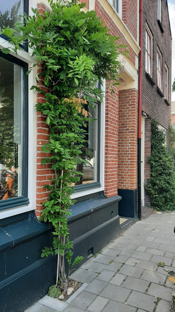 klimplanten: van boven en ondergoed