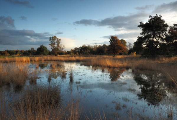 Het Boetelerveld in het natte voorjaar