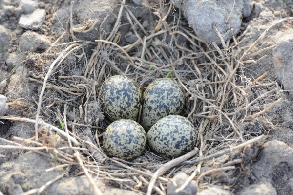 Nest met eieren