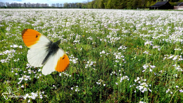 Actie Planten van Waarde