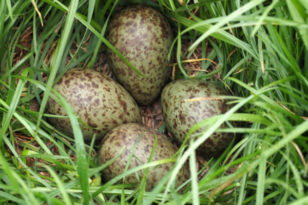 Eieren wulp op een biologisch beheerd perceel grasland