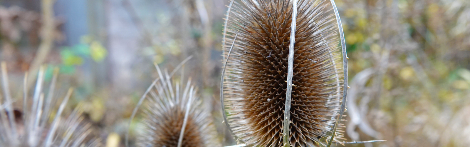 kaardenbol bram in het veld tuin