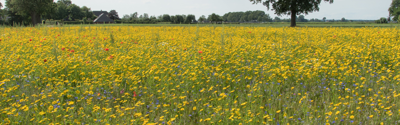 lojosetteveltman10244