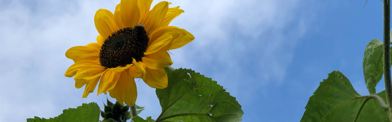 zonnebloem04