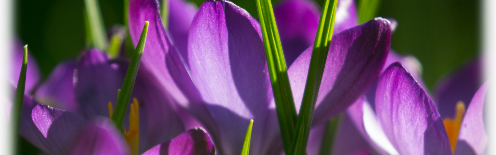 foto krokus voorjaar